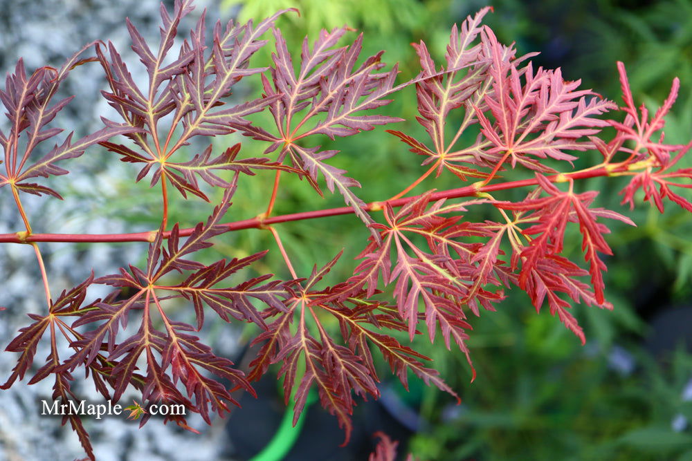 - Acer palmatum 'Scarlet Princess' Miniature Japanese Maple - Mr Maple │ Buy Japanese Maple Trees