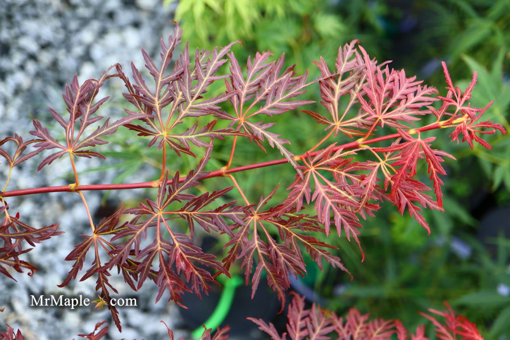 - Acer palmatum 'Scarlet Princess' Miniature Japanese Maple - Mr Maple │ Buy Japanese Maple Trees