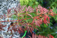 - Acer palmatum 'Scarlet Princess' Miniature Japanese Maple - Mr Maple │ Buy Japanese Maple Trees