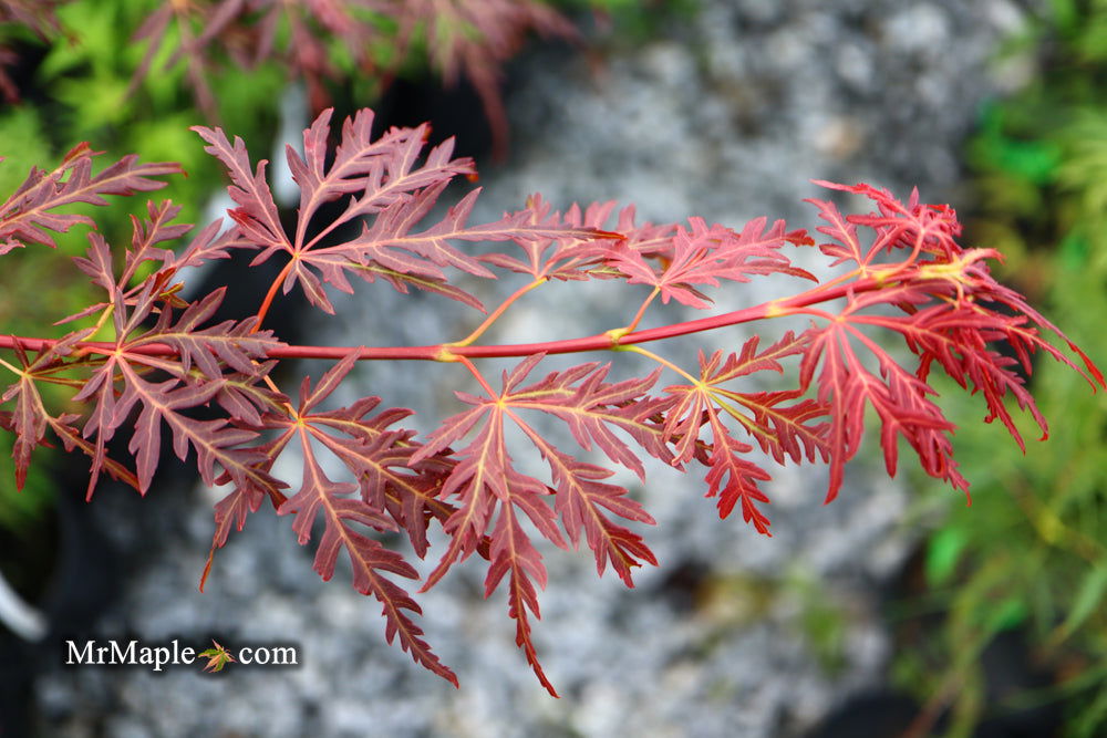 - Acer palmatum 'Scarlet Princess' Miniature Japanese Maple - Mr Maple │ Buy Japanese Maple Trees