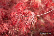 - Acer palmatum 'Scarlet Princess' Miniature Japanese Maple - Mr Maple │ Buy Japanese Maple Trees