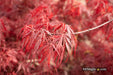 - Acer palmatum 'Scarlet Princess' Miniature Japanese Maple - Mr Maple │ Buy Japanese Maple Trees