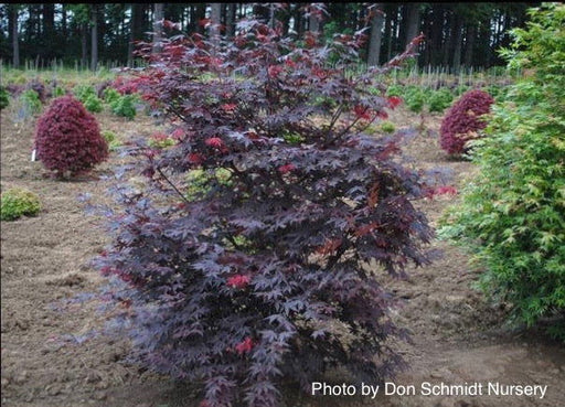 - Acer palmatum 'Scarlet Wonder' Japanese Maple Tree - Mr Maple │ Buy Japanese Maple Trees