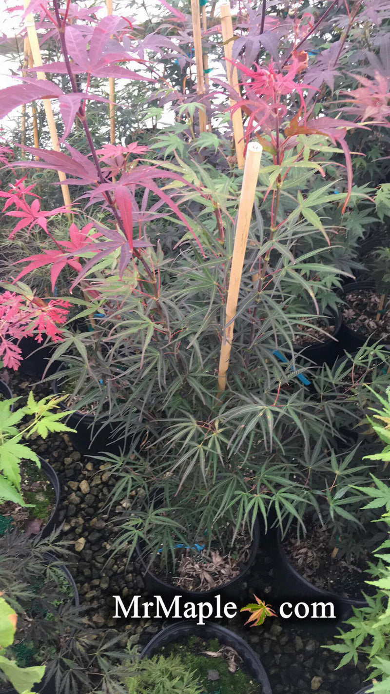 - Acer palmatum 'Schmidt's Woods' Strapleaf Japanese Maple - Mr Maple │ Buy Japanese Maple Trees