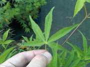 - Acer palmatum 'Scolopendrifolium' Green Bamboo Japanese Maple - Mr Maple │ Buy Japanese Maple Trees
