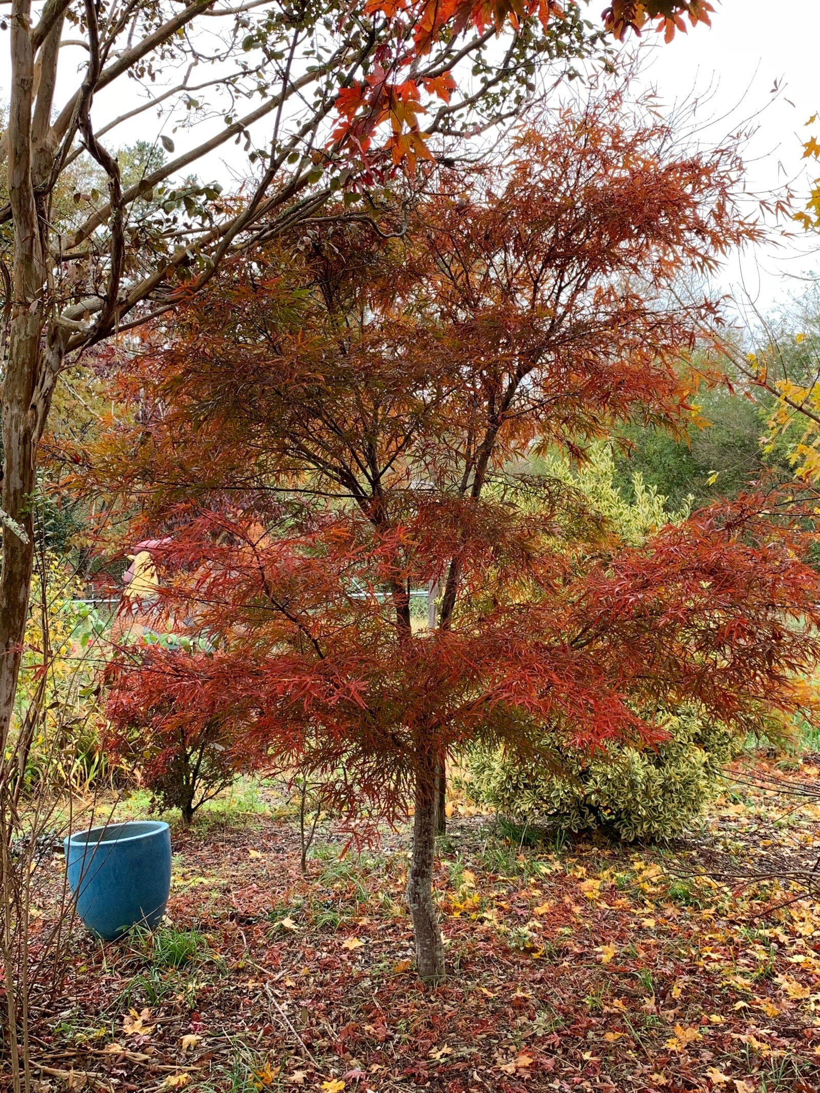 Buy Acer palmatum 'Scolopendrifolium' Green Bamboo Japanese Maple