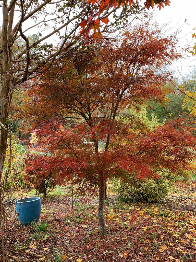 - Acer palmatum 'Scolopendrifolium' Green Bamboo Japanese Maple - Mr Maple │ Buy Japanese Maple Trees