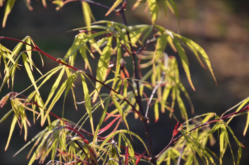 - Acer palmatum 'Scolopendrifolium' Green Bamboo Japanese Maple - Mr Maple │ Buy Japanese Maple Trees