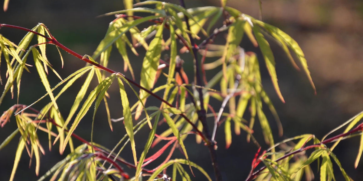 Buy Acer palmatum 'Scolopendrifolium' Green Bamboo Japanese Maple