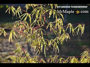 - Acer palmatum 'Scolopendrifolium' Green Bamboo Japanese Maple - Mr Maple │ Buy Japanese Maple Trees