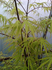 - Acer palmatum 'Scolopendrifolium' Green Bamboo Japanese Maple - Mr Maple │ Buy Japanese Maple Trees
