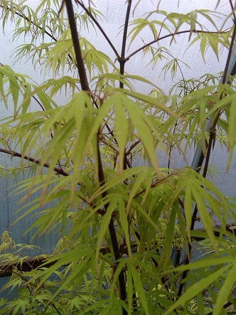 - Acer palmatum 'Scolopendrifolium' Green Bamboo Japanese Maple - Mr Maple │ Buy Japanese Maple Trees