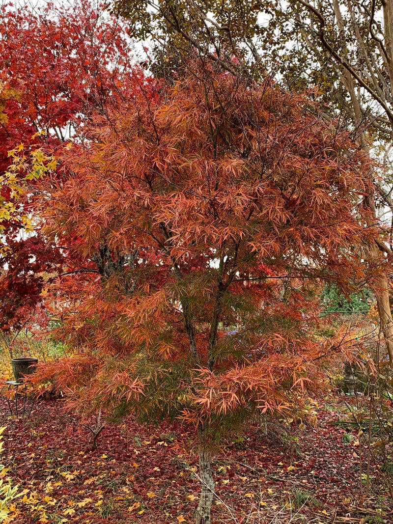 - Acer palmatum 'Scolopendrifolium' Green Bamboo Japanese Maple - Mr Maple │ Buy Japanese Maple Trees