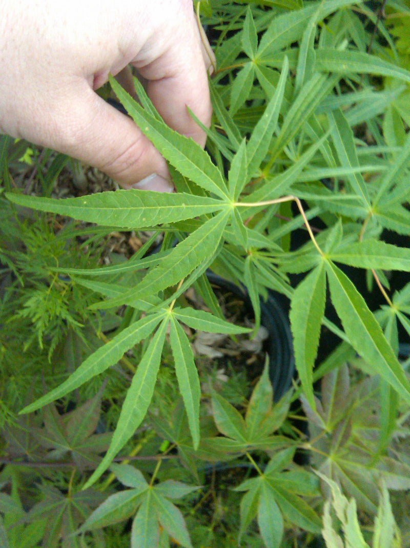 - Acer palmatum 'Scolopendrifolium' Green Bamboo Japanese Maple - Mr Maple │ Buy Japanese Maple Trees