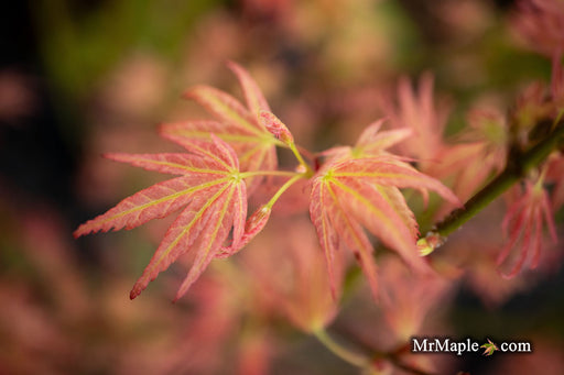 - Acer palmatum 'Seigen' Rare Japanese Maple - Mr Maple │ Buy Japanese Maple Trees