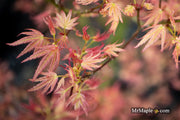 - Acer palmatum 'Seigen' Rare Japanese Maple - Mr Maple │ Buy Japanese Maple Trees