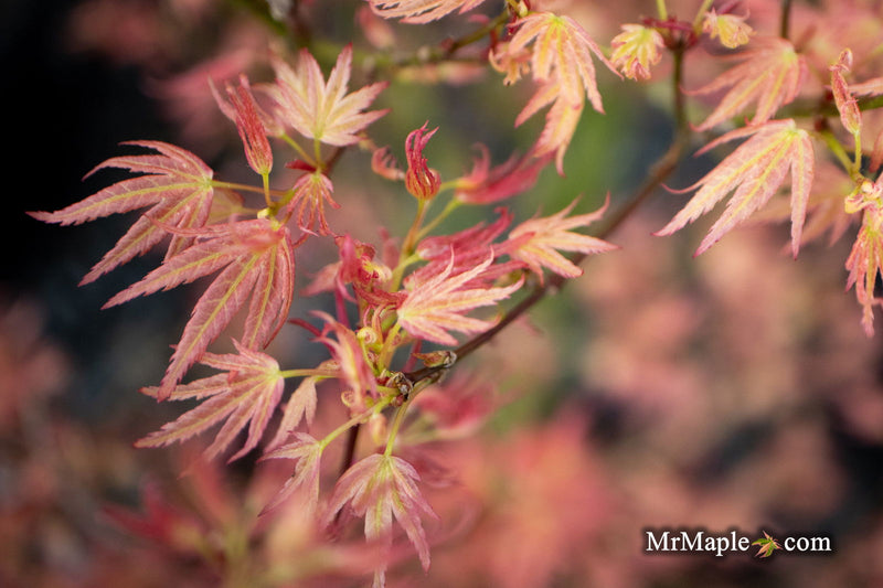 - Acer palmatum 'Seigen' Rare Japanese Maple - Mr Maple │ Buy Japanese Maple Trees