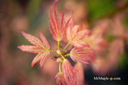 - Acer palmatum 'Seigen' Rare Japanese Maple - Mr Maple │ Buy Japanese Maple Trees