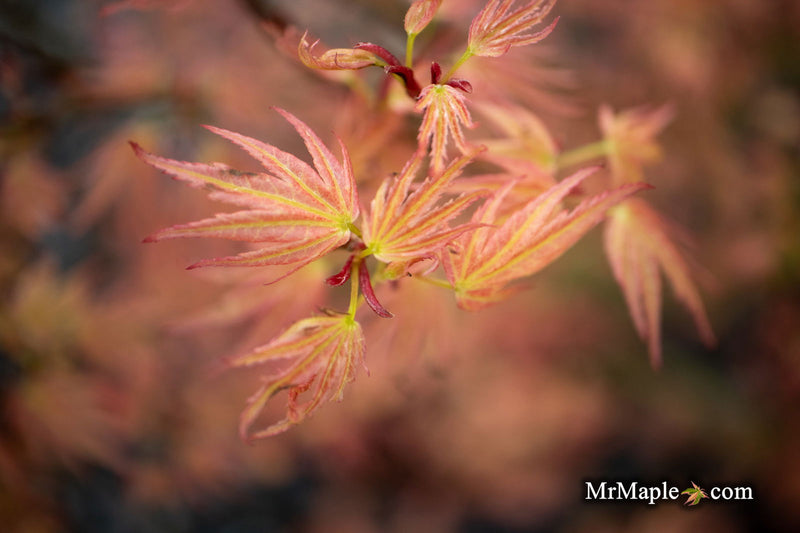 - Acer palmatum 'Seigen' Rare Japanese Maple - Mr Maple │ Buy Japanese Maple Trees