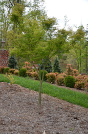 - Acer palmatum 'Seiryu' Japanese Maple - Mr Maple │ Buy Japanese Maple Trees