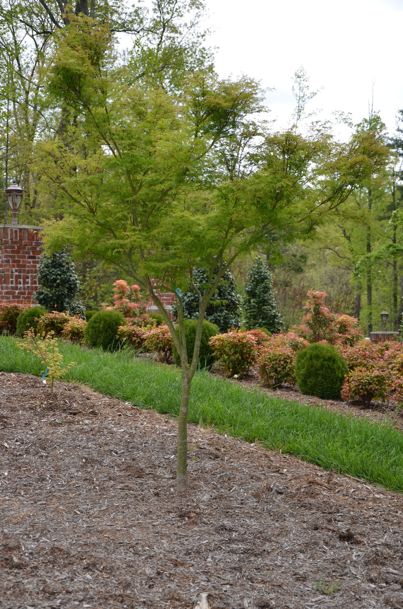 - Acer palmatum 'Seiryu' Japanese Maple - Mr Maple │ Buy Japanese Maple Trees