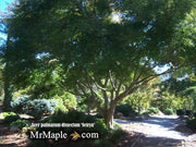 - Acer palmatum 'Seiryu' Japanese Maple - Mr Maple │ Buy Japanese Maple Trees