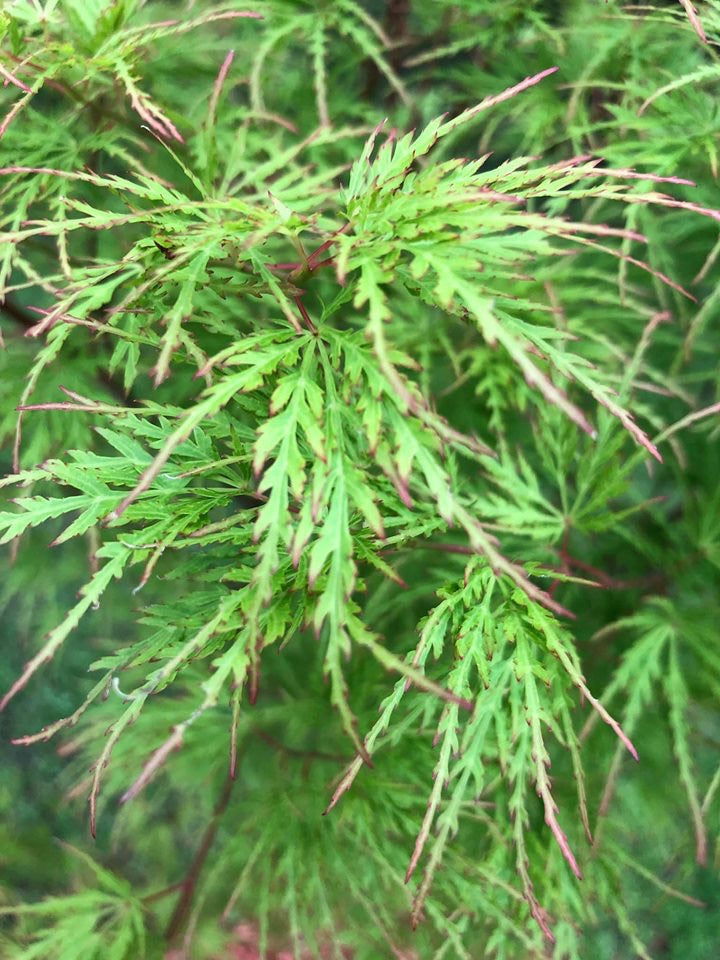 - Acer palmatum 'Seiryu' Japanese Maple - Mr Maple │ Buy Japanese Maple Trees