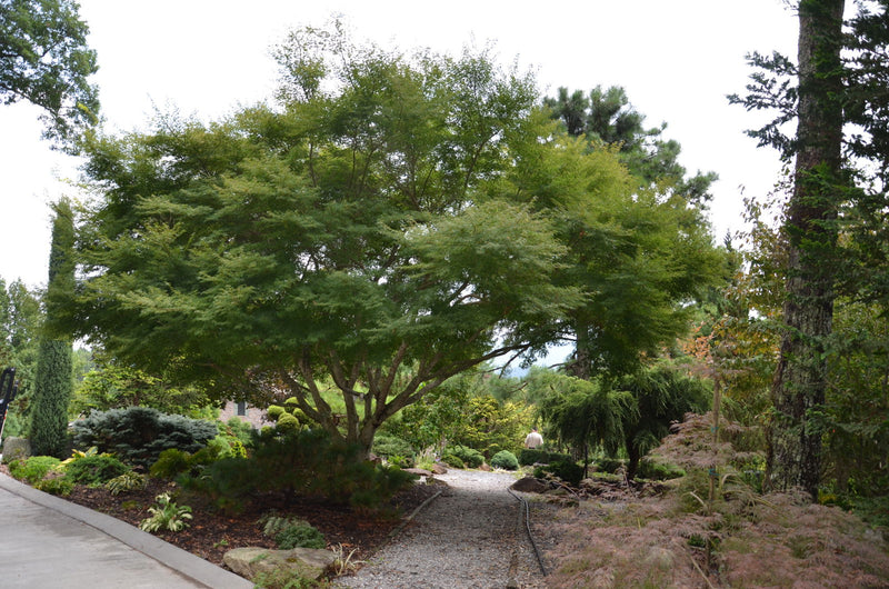 - Acer palmatum 'Seiryu' Japanese Maple - Mr Maple │ Buy Japanese Maple Trees