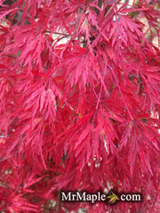 - Acer palmatum 'Seiryu' Japanese Maple - Mr Maple │ Buy Japanese Maple Trees