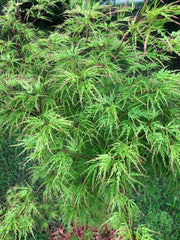 - Acer palmatum 'Seiryu' Japanese Maple - Mr Maple │ Buy Japanese Maple Trees