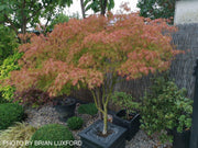 - Acer palmatum 'Seiryu' Japanese Maple - Mr Maple │ Buy Japanese Maple Trees