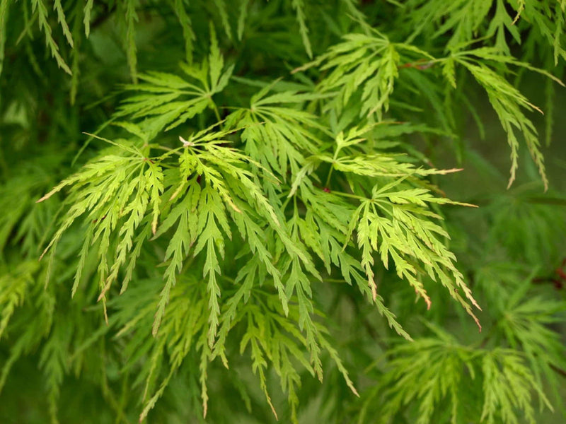 - Acer palmatum 'Seiryu' Japanese Maple - Mr Maple │ Buy Japanese Maple Trees