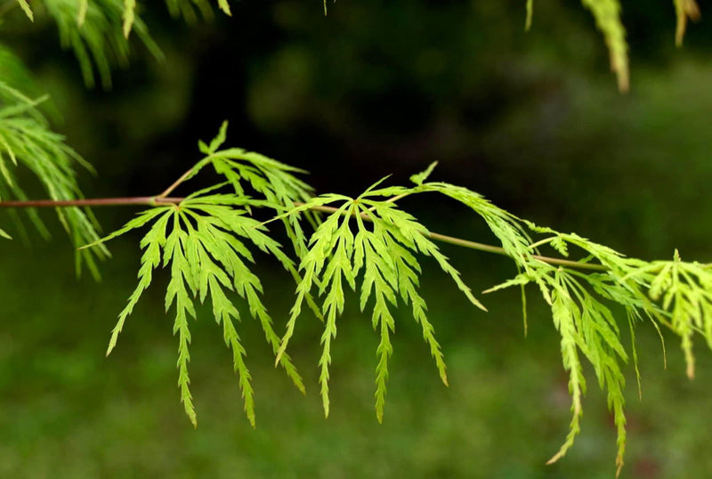 - Acer palmatum 'Seiryu' Japanese Maple - Mr Maple │ Buy Japanese Maple Trees