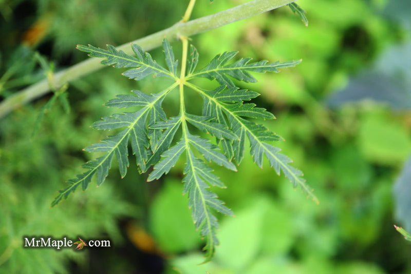 - Acer palmatum 'Seiryu' Japanese Maple - Mr Maple │ Buy Japanese Maple Trees