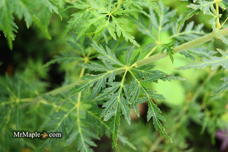 - Acer palmatum 'Seiryu' Japanese Maple - Mr Maple │ Buy Japanese Maple Trees