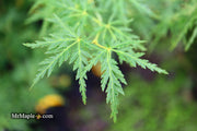 - Acer palmatum 'Seiryu' Japanese Maple - Mr Maple │ Buy Japanese Maple Trees