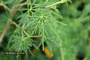 - Acer palmatum 'Seiryu' Japanese Maple - Mr Maple │ Buy Japanese Maple Trees