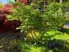 - Acer palmatum 'Seiun kaku' Dwarf Japanese Maple - Mr Maple │ Buy Japanese Maple Trees