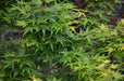 - Acer palmatum 'Seiun kaku' Dwarf Japanese Maple - Mr Maple │ Buy Japanese Maple Trees