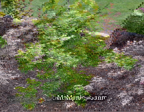 - Acer palmatum 'Seiun kaku' Dwarf Japanese Maple - Mr Maple │ Buy Japanese Maple Trees