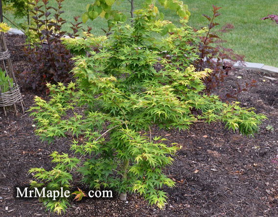 - Acer palmatum 'Seiun kaku' Dwarf Japanese Maple - Mr Maple │ Buy Japanese Maple Trees