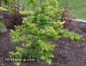 - Acer palmatum 'Seiun kaku' Dwarf Japanese Maple - Mr Maple │ Buy Japanese Maple Trees