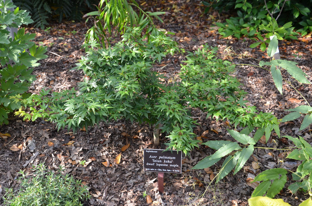 - Acer palmatum 'Seiun kaku' Dwarf Japanese Maple - Mr Maple │ Buy Japanese Maple Trees