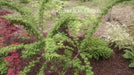 - Acer palmatum 'Seiun kaku' Dwarf Japanese Maple - Mr Maple │ Buy Japanese Maple Trees