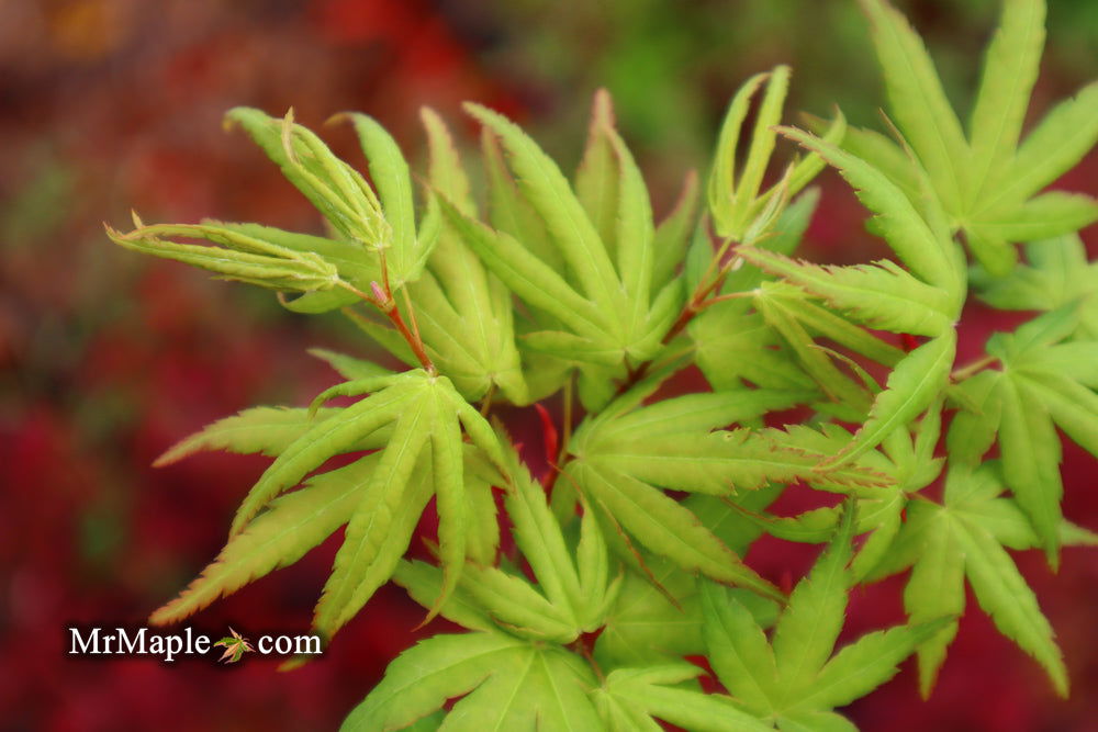 - Acer palmatum 'Seiun kaku' Dwarf Japanese Maple - Mr Maple │ Buy Japanese Maple Trees