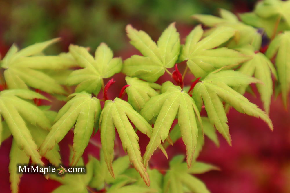 - Acer palmatum 'Seiun kaku' Dwarf Japanese Maple - Mr Maple │ Buy Japanese Maple Trees