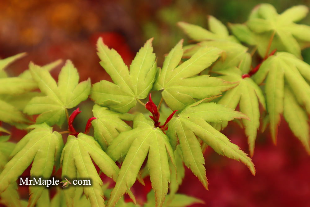 - Acer palmatum 'Seiun kaku' Dwarf Japanese Maple - Mr Maple │ Buy Japanese Maple Trees