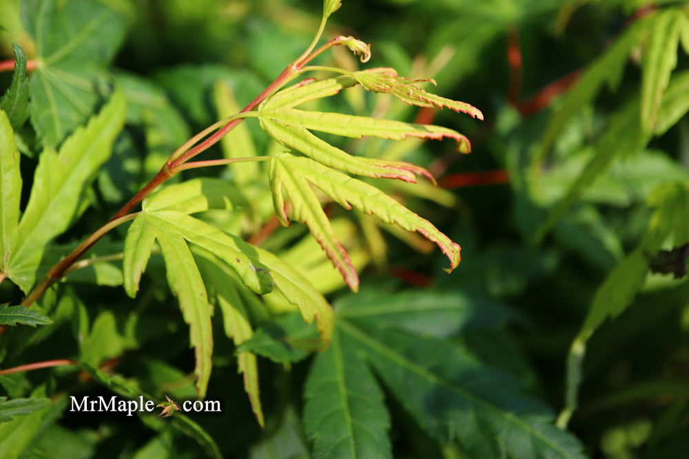 - Acer palmatum 'Seiun kaku' Dwarf Japanese Maple - Mr Maple │ Buy Japanese Maple Trees