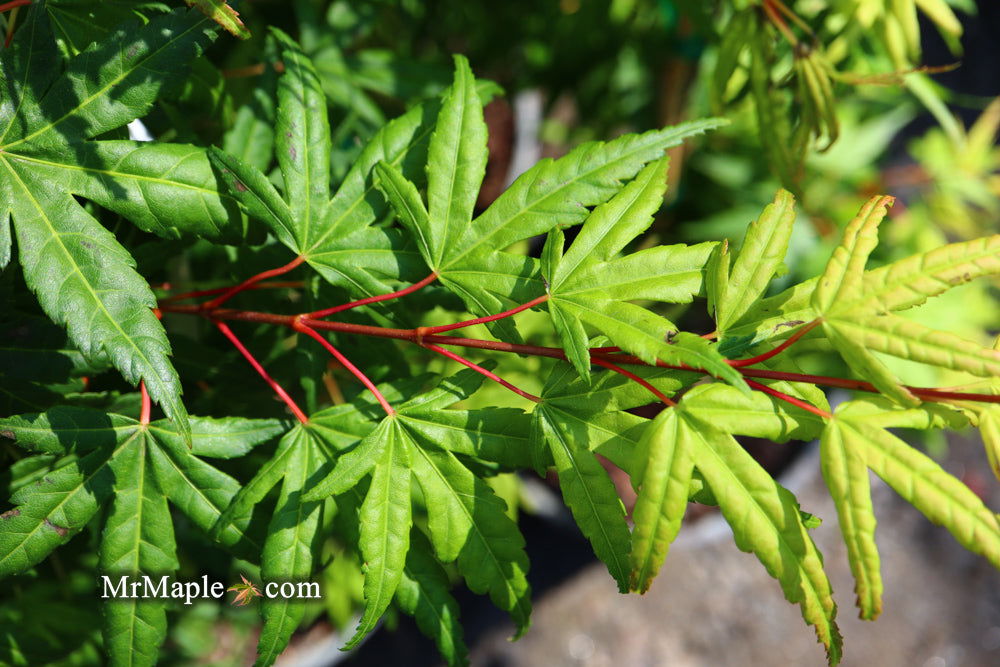 - Acer palmatum 'Seiun kaku' Dwarf Japanese Maple - Mr Maple │ Buy Japanese Maple Trees