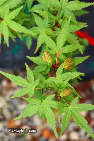 - Acer palmatum 'Seiun no hana' Japanese Maple - Mr Maple │ Buy Japanese Maple Trees